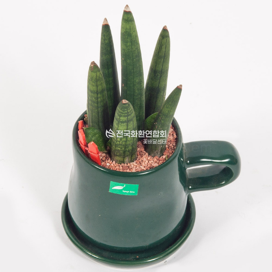 상세이미지