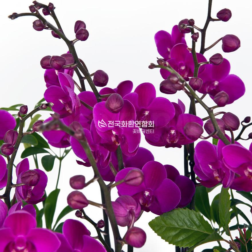 상세이미지
