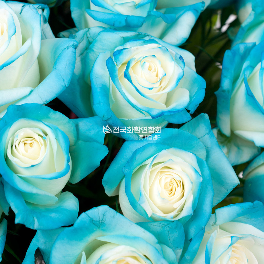 상세이미지