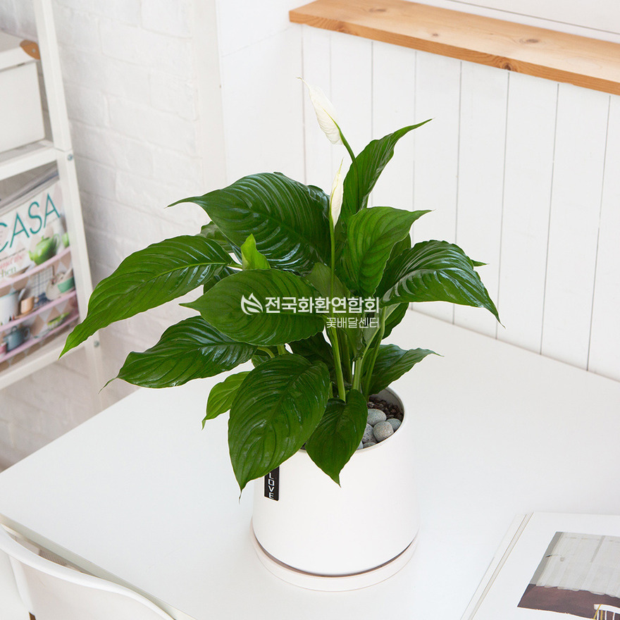 상세이미지