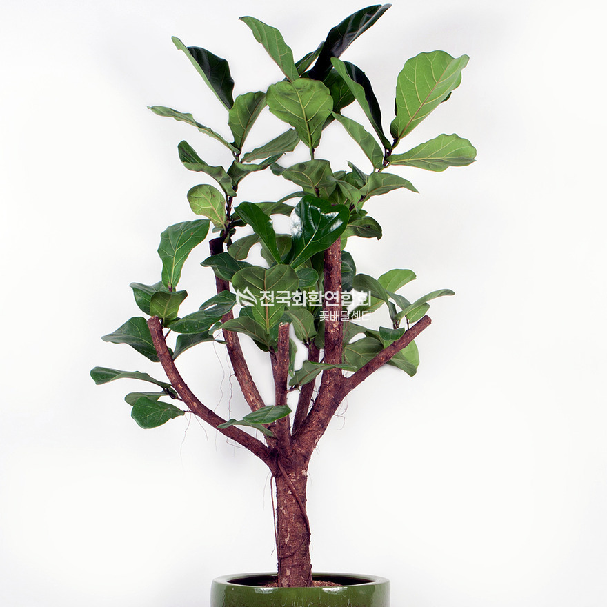 상세이미지
