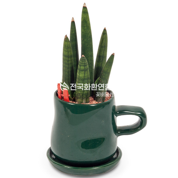 스투키(원형화분)<탁상용>