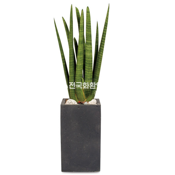 스투키