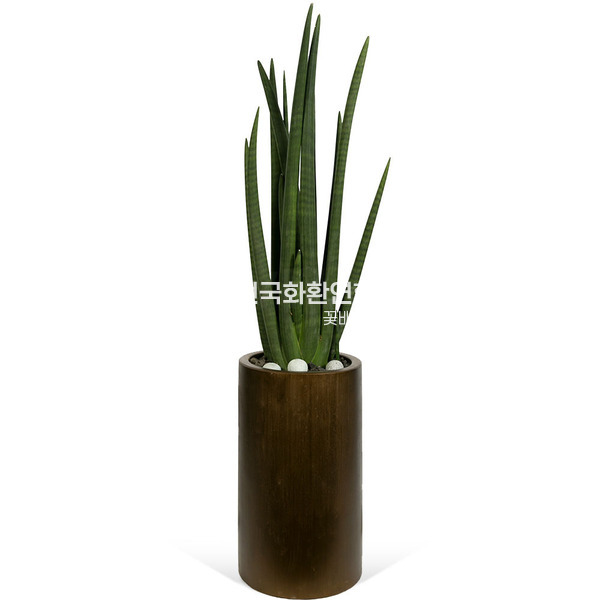 명품 스투키(높이 약70cm내외)