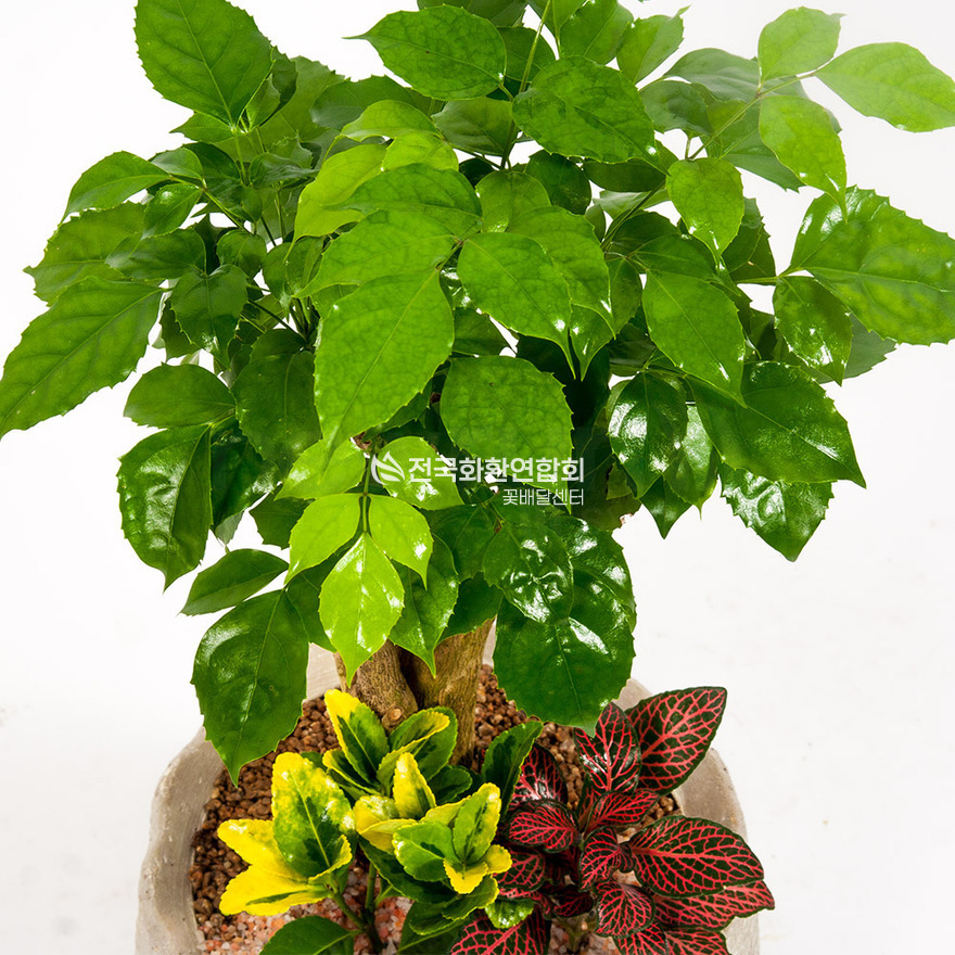 상세이미지