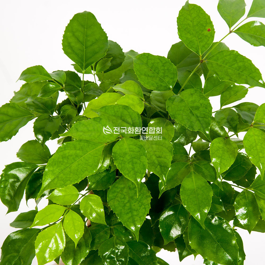 상세이미지