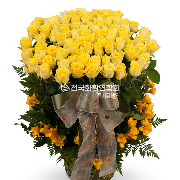 노랑장미100송이