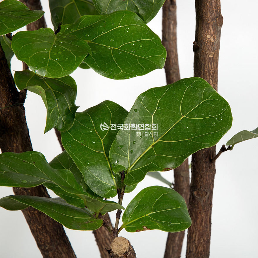 상세이미지