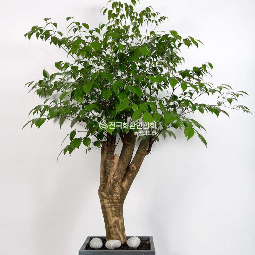 상세이미지
