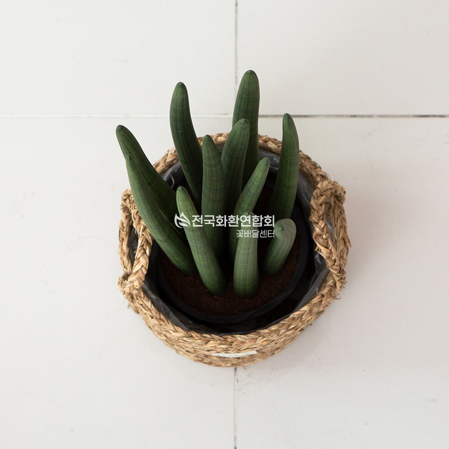 상세이미지