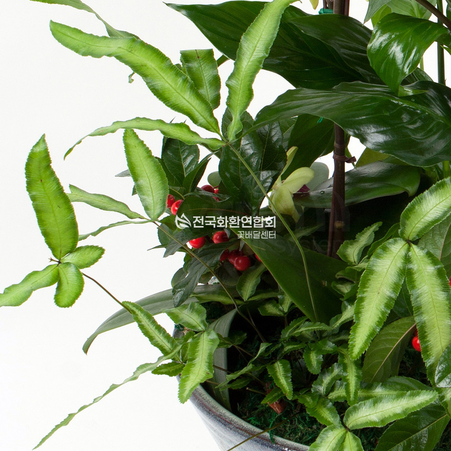 상세이미지