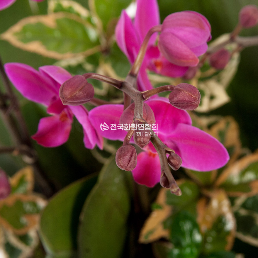 상세이미지