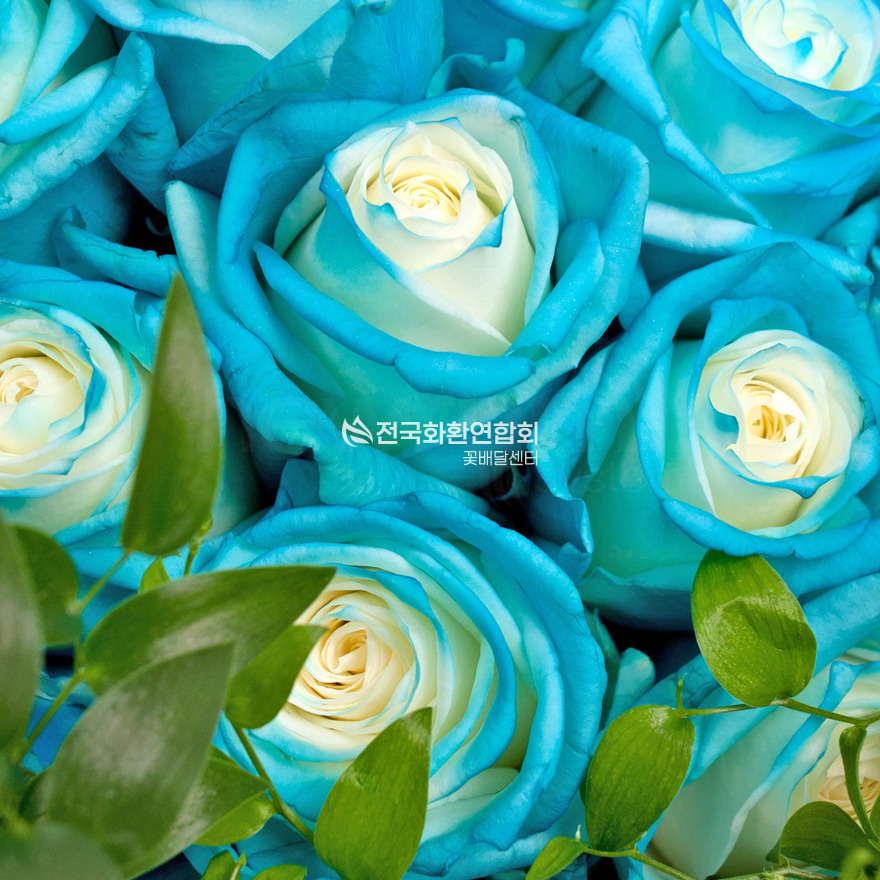 상세이미지