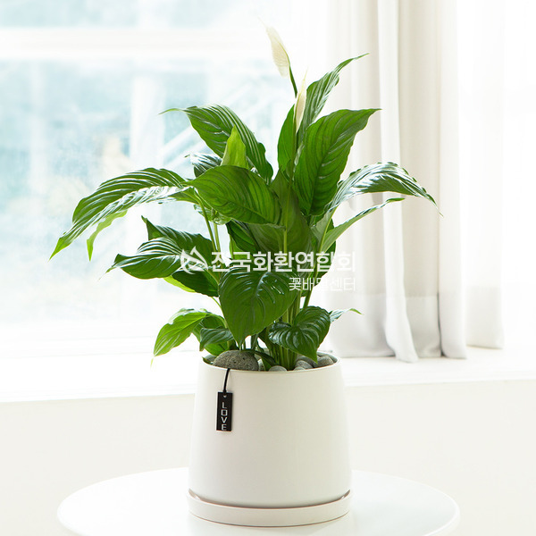 스파티필름 A<테이블용>