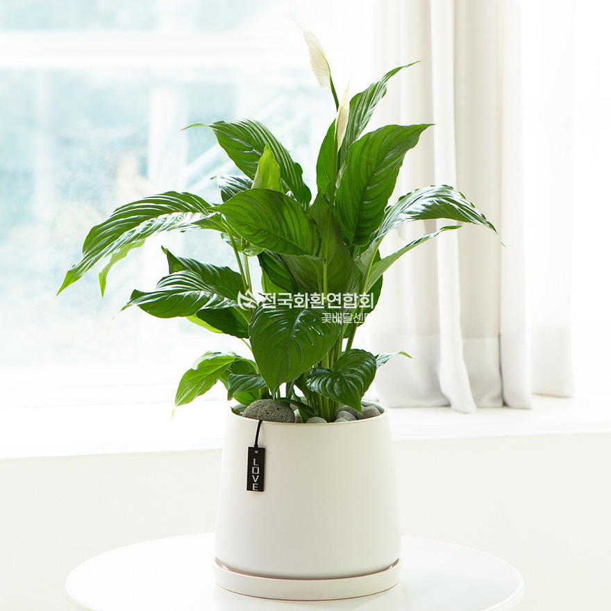 상세이미지