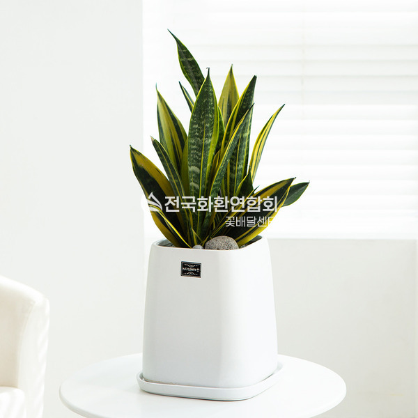 산세베리아 60k<탁상용>